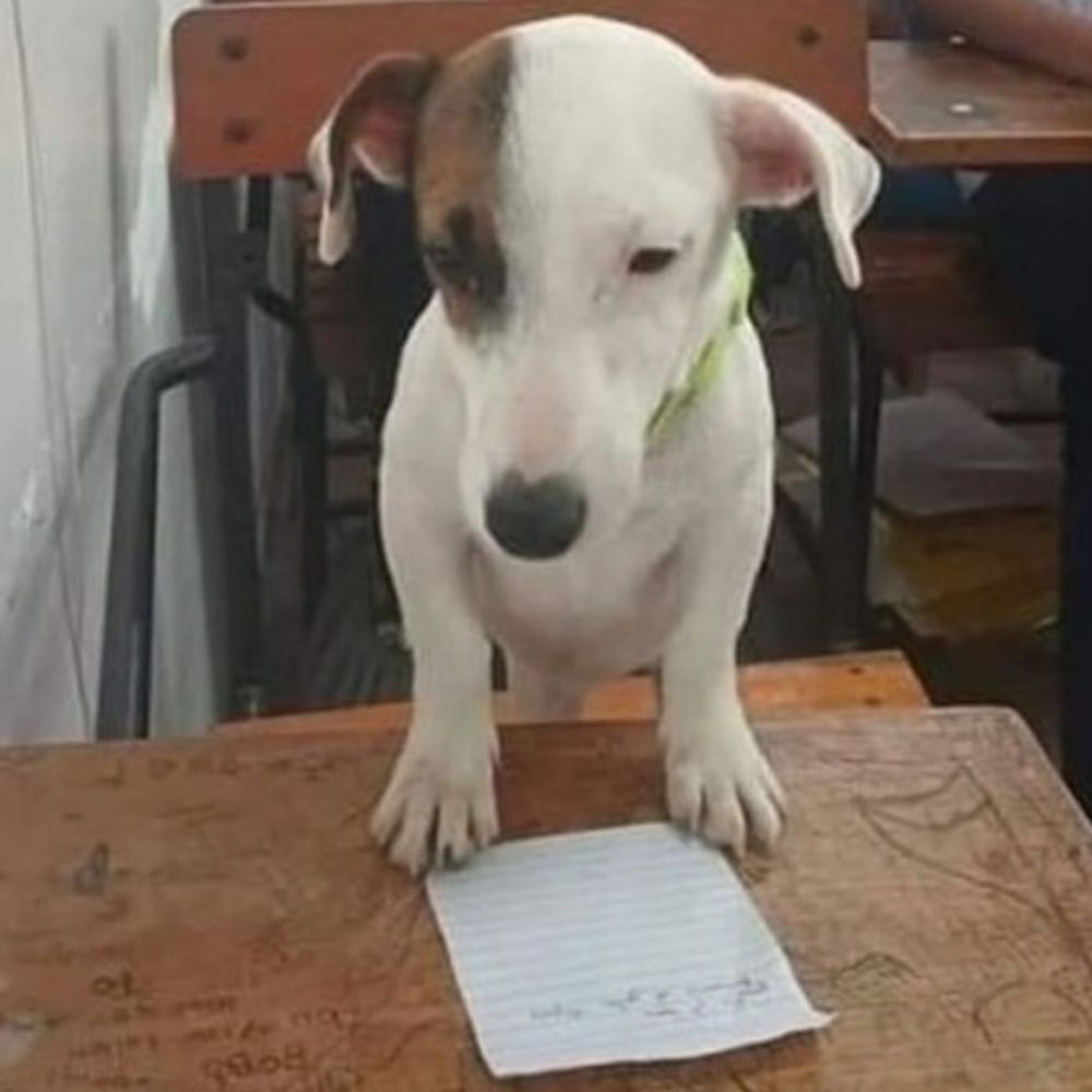 Mateus 🐿️☂️