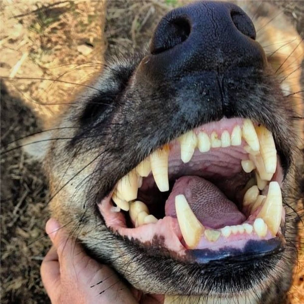 Dog food 