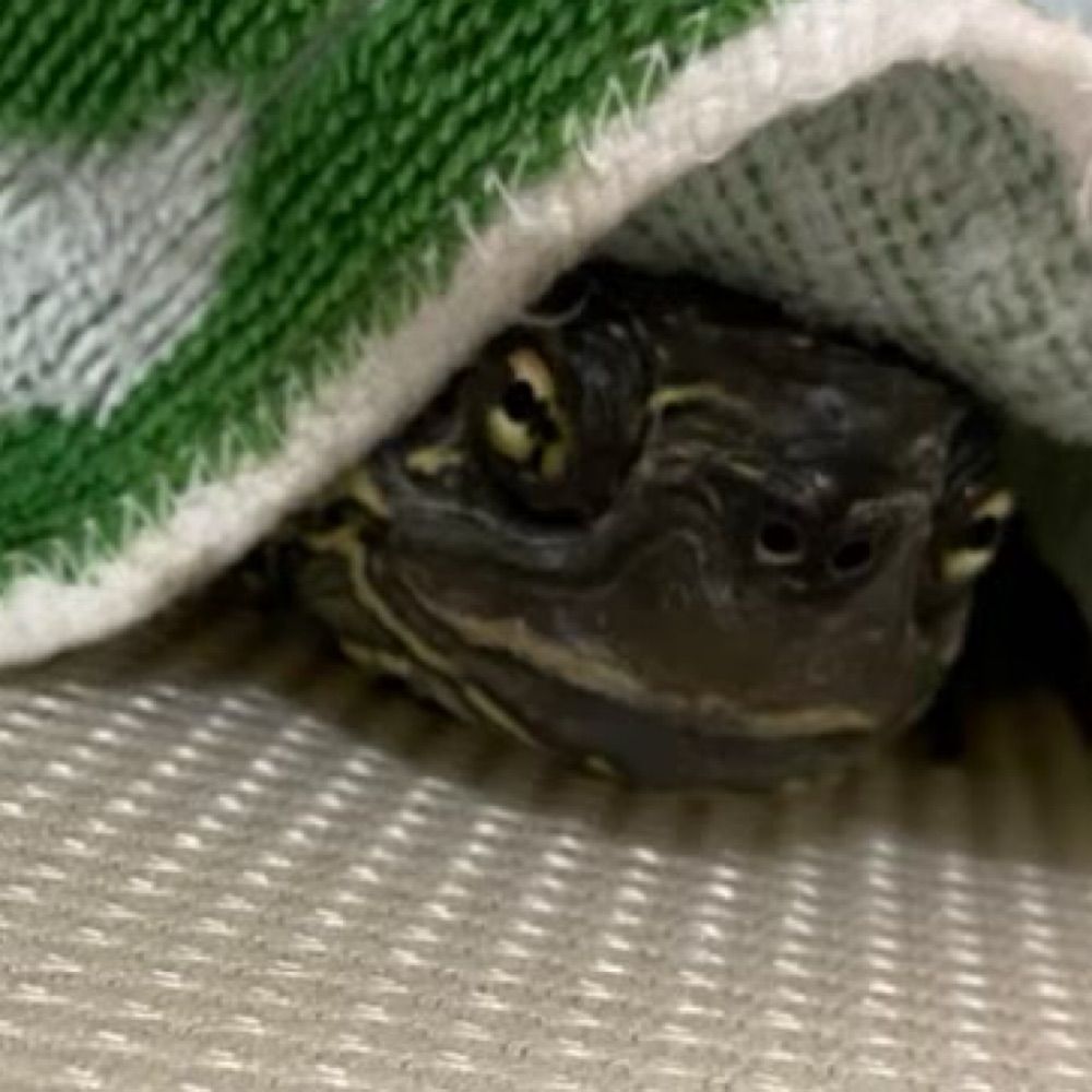 つおん