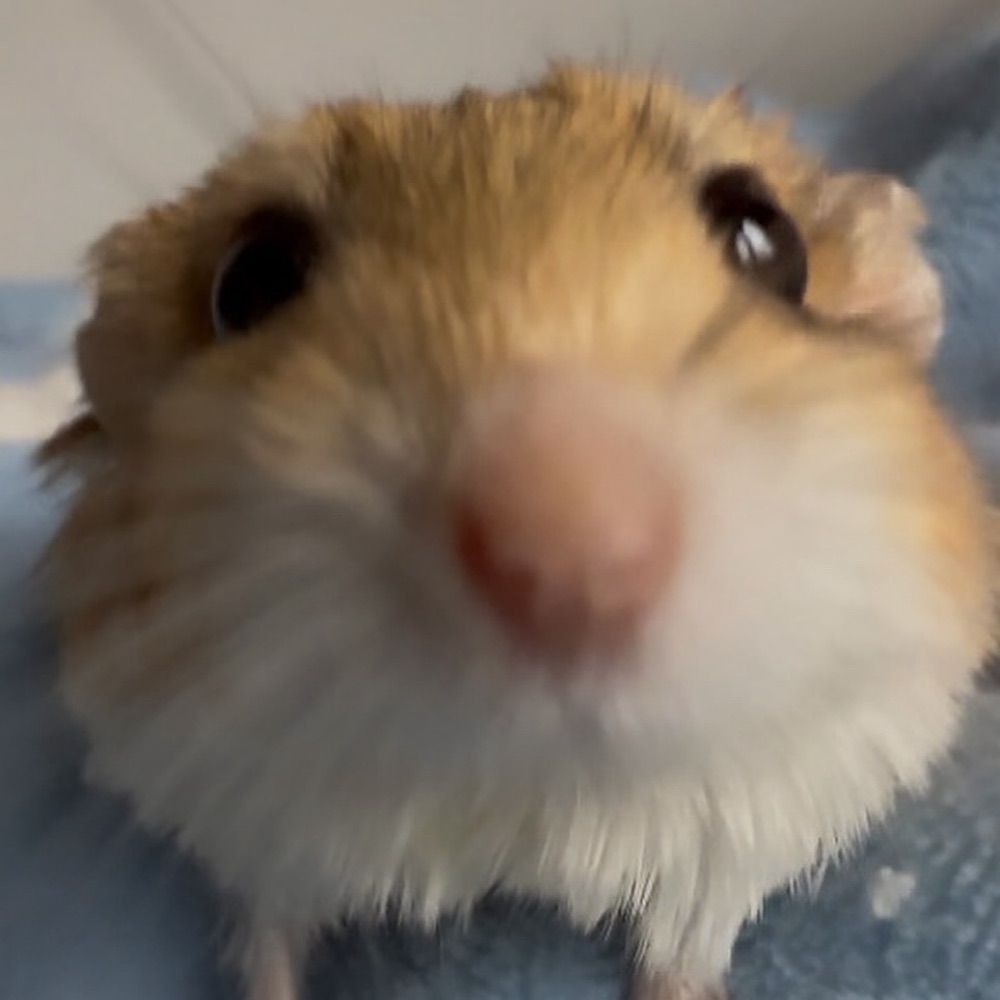 Maru the Doop