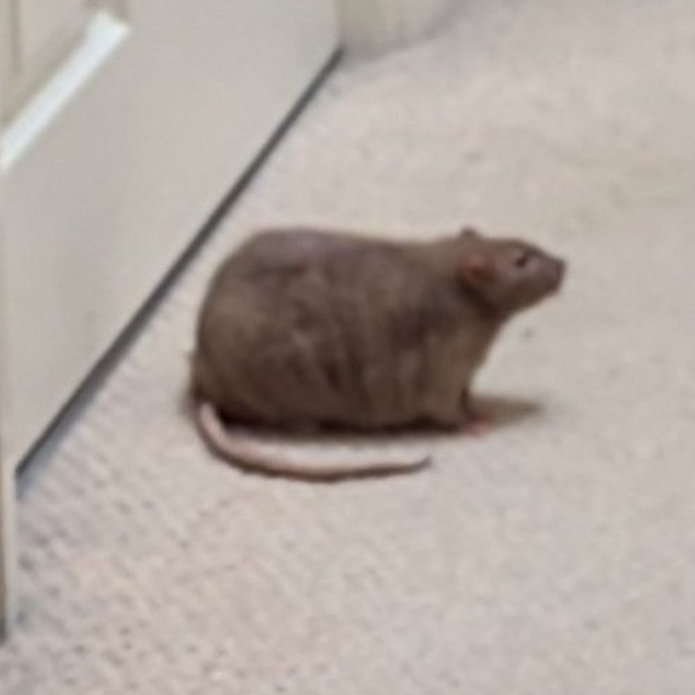 rat