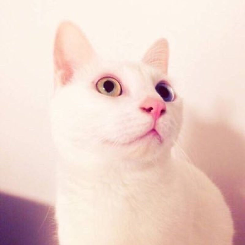 月ぽん