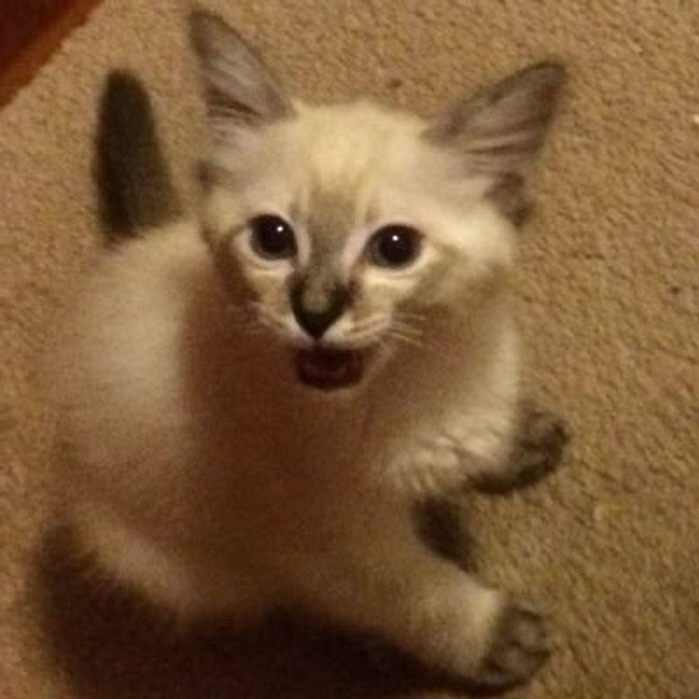 Felis Insanitus (Twitter handle)