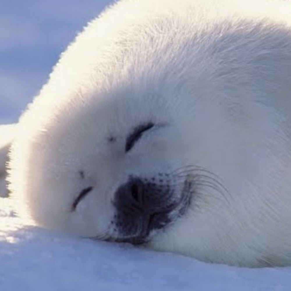 huge baikal seal