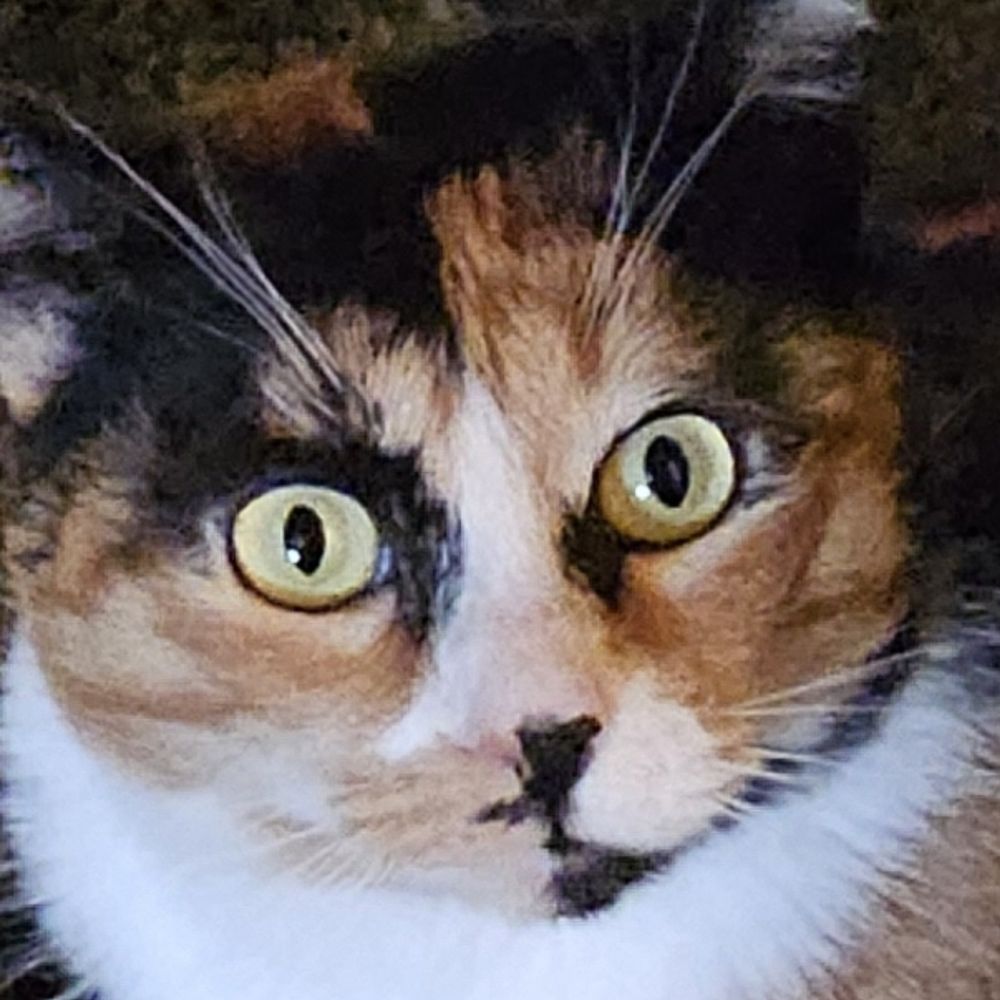 Andi