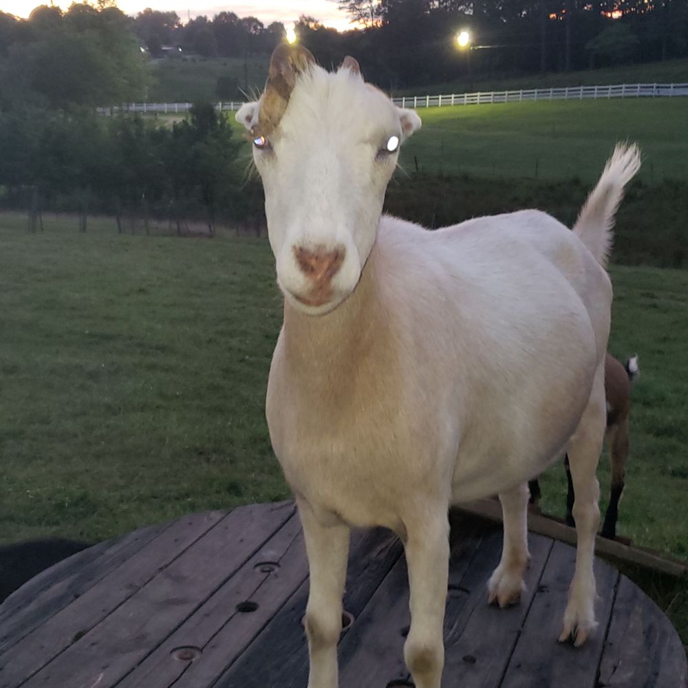 Penny Townsend Kimbrell