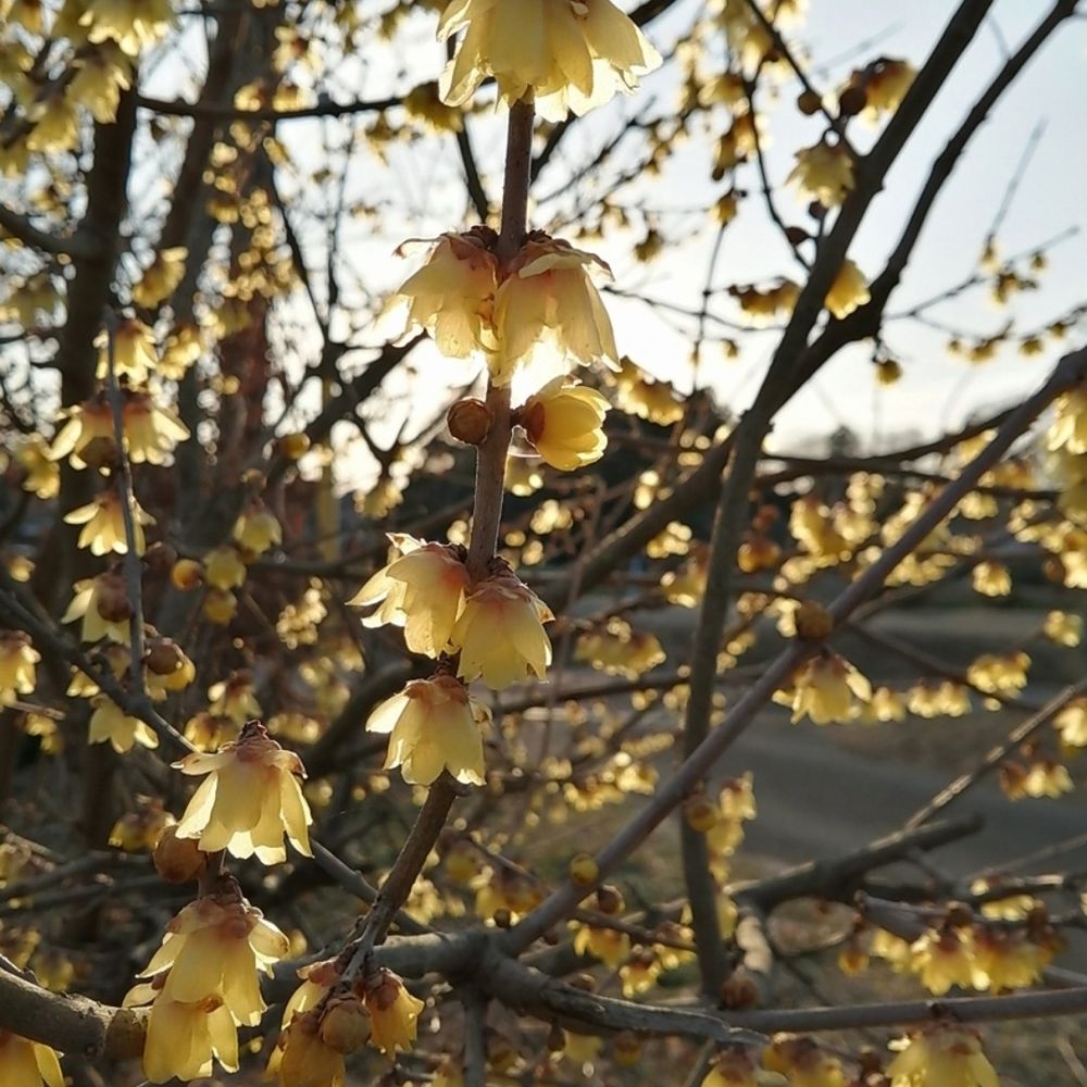 桜木利春