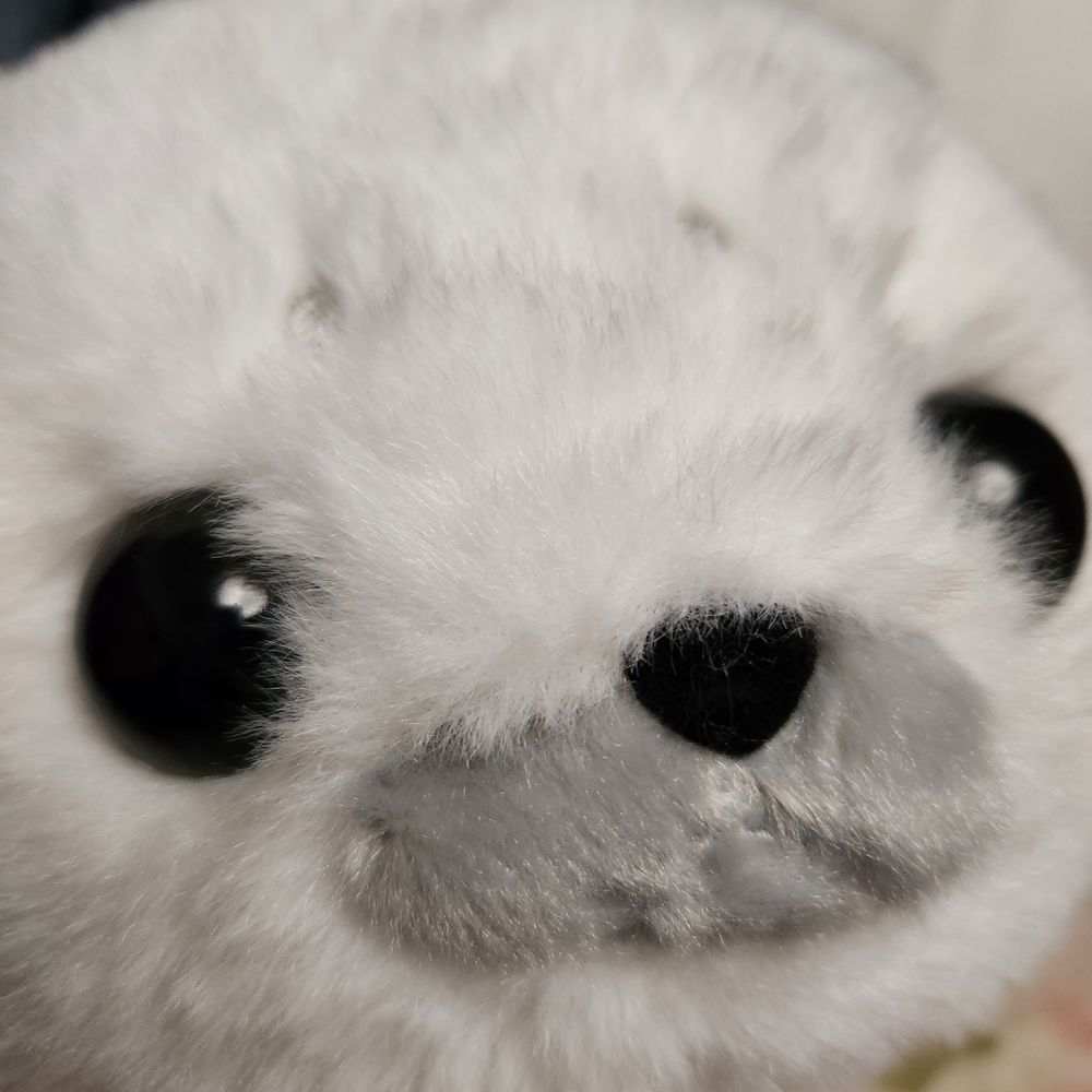 ヌクモリティ