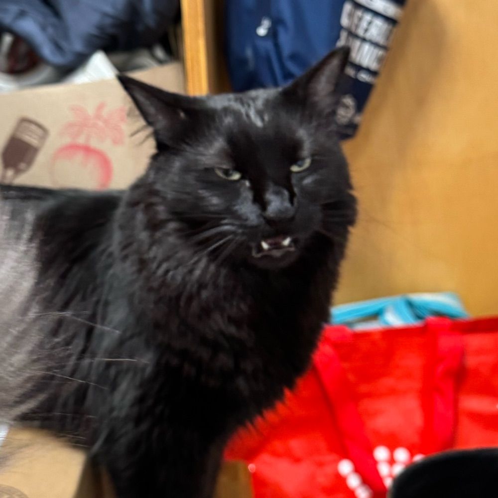witching hour cats