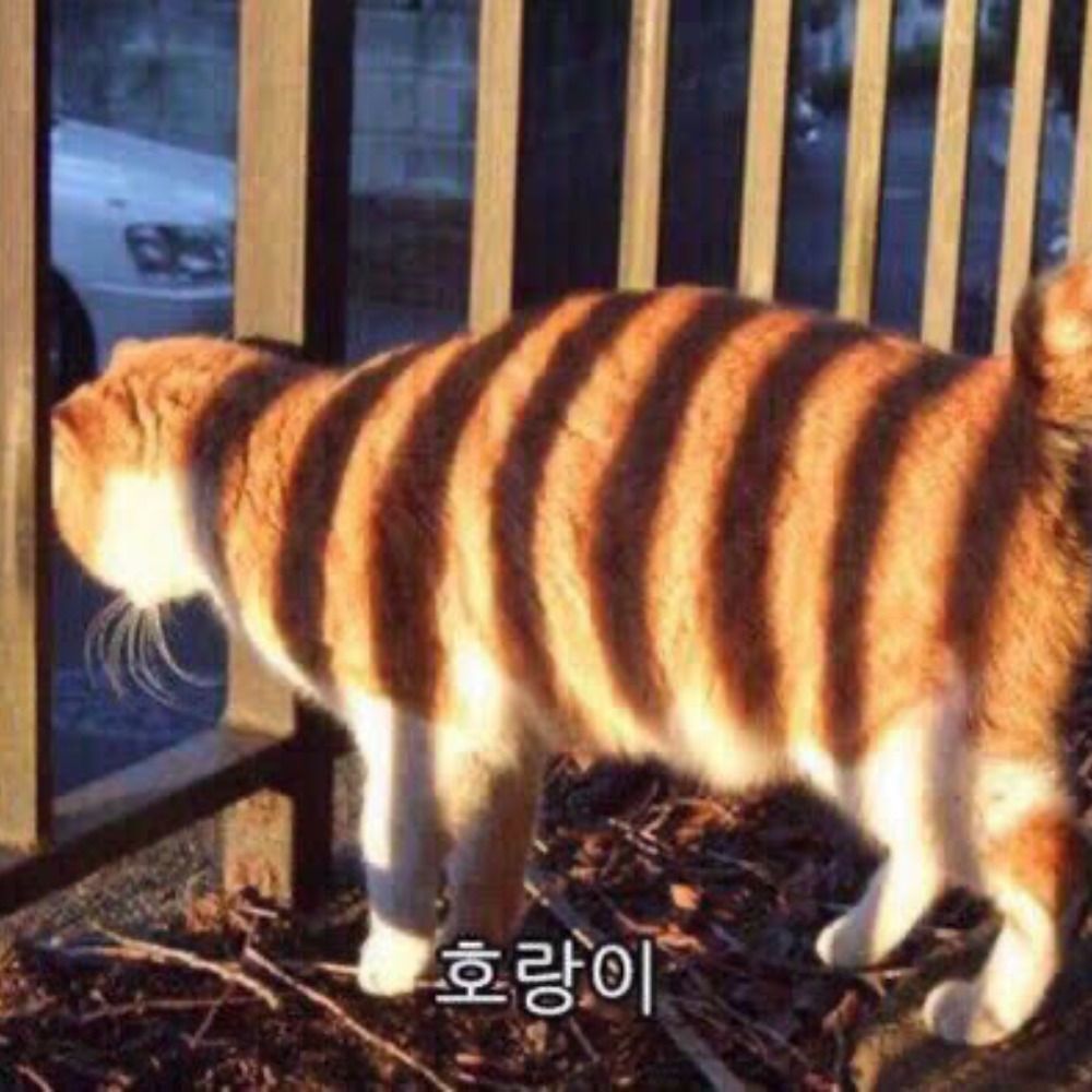 다봉봉