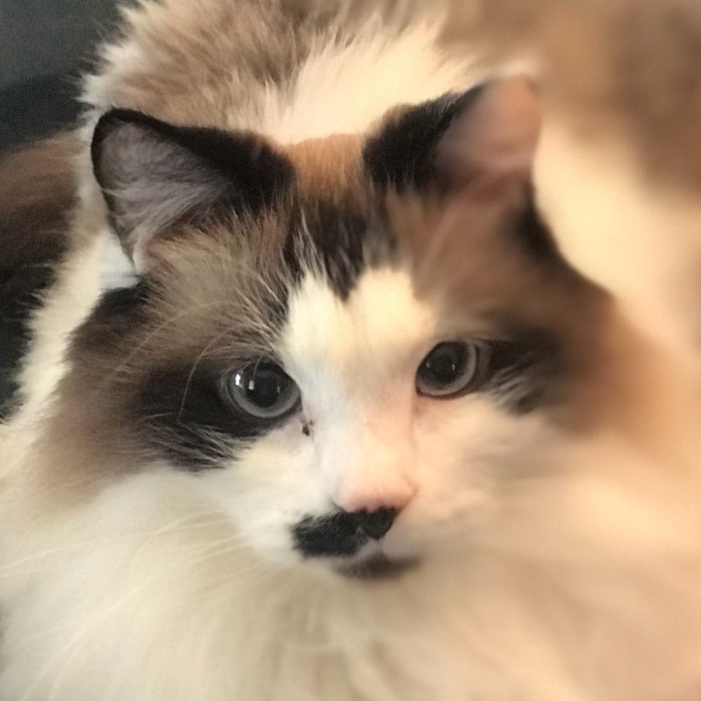 Narchu