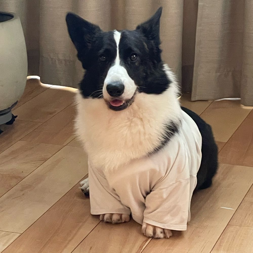 ぴょこぴょこ