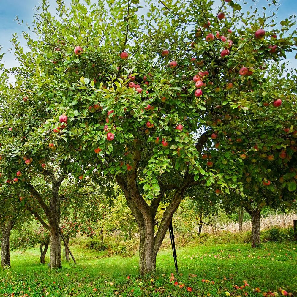 AppleTree