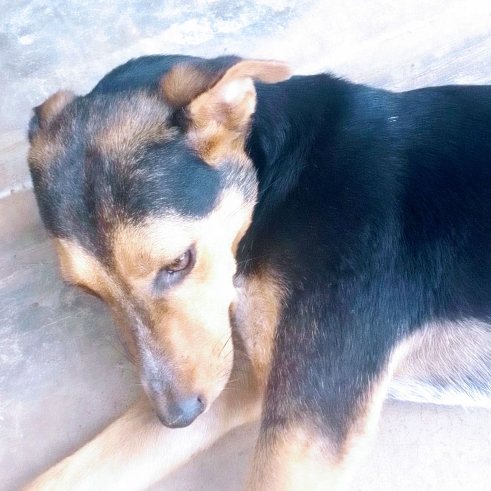 Passey Richard Animal Shelter 