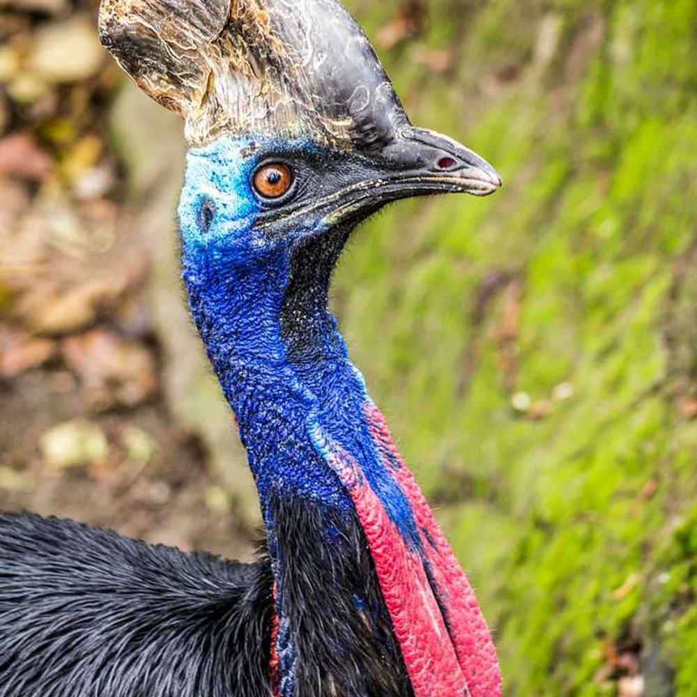 cassowary