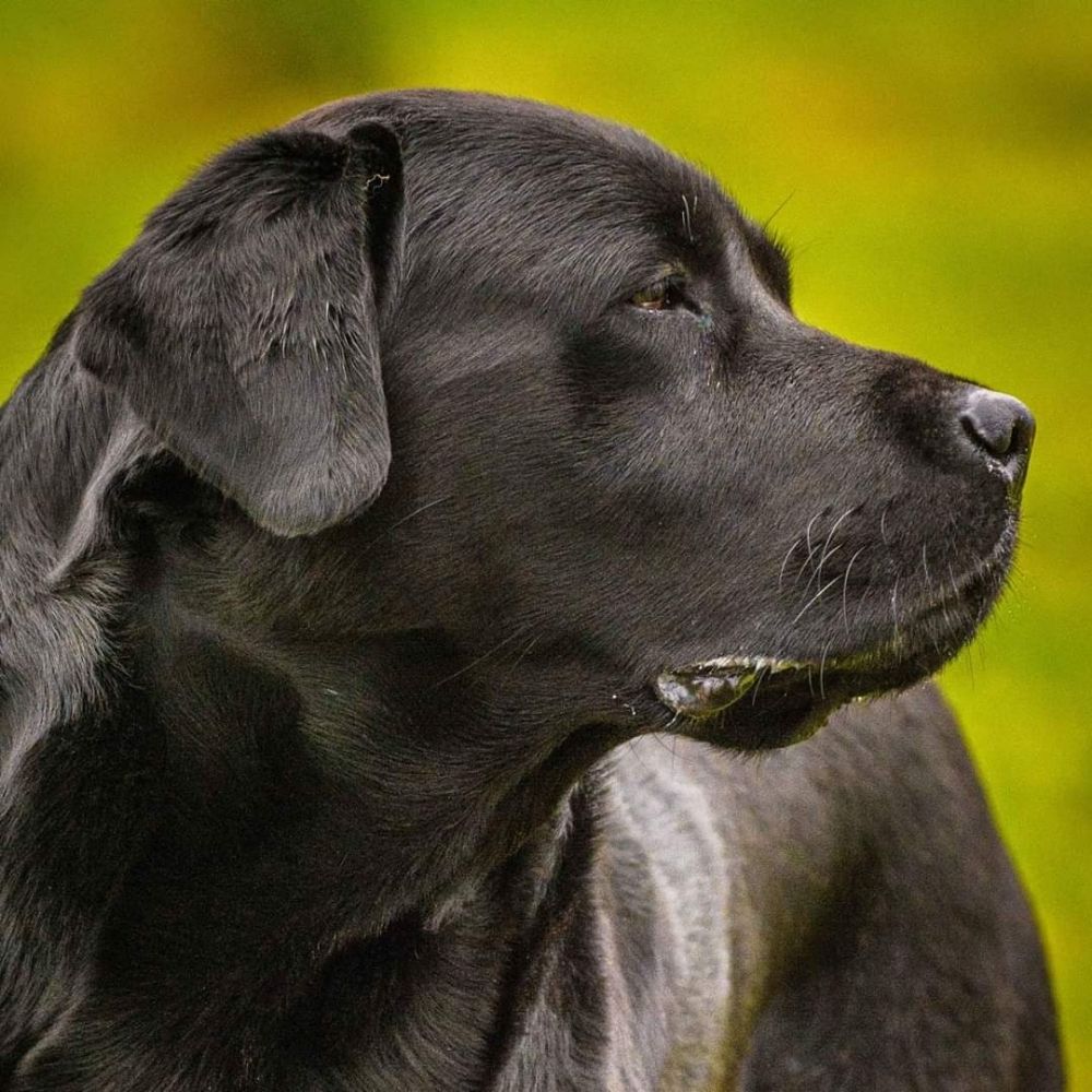 Bruadarach Labradors
