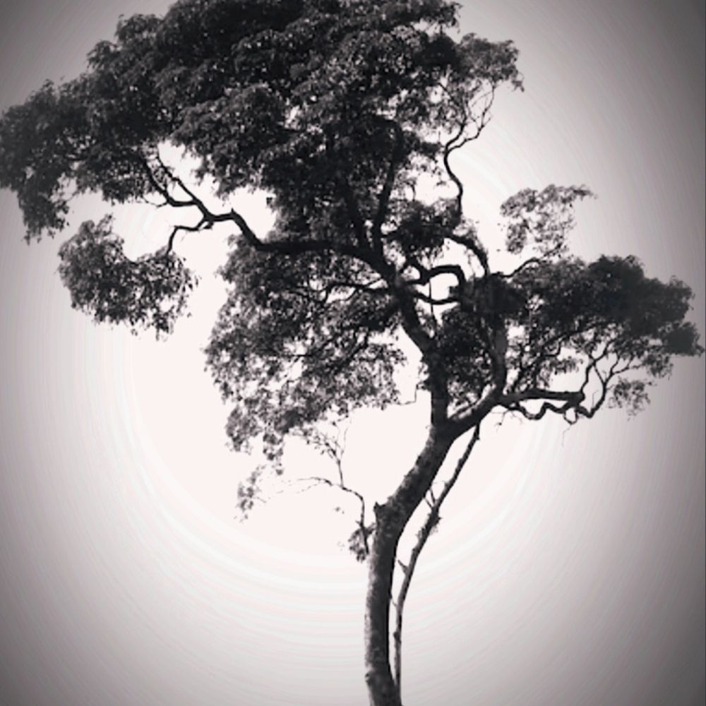and.pine