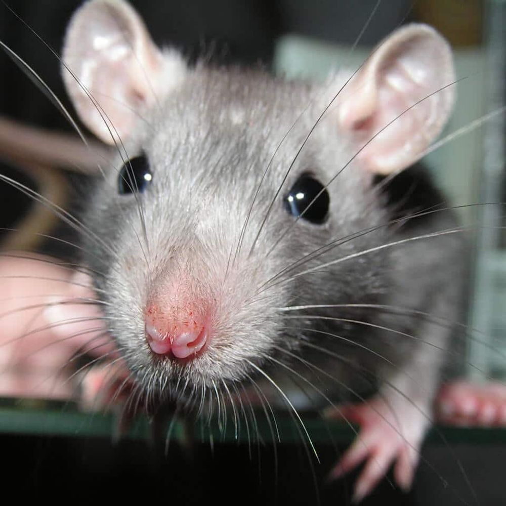 RatBytez
