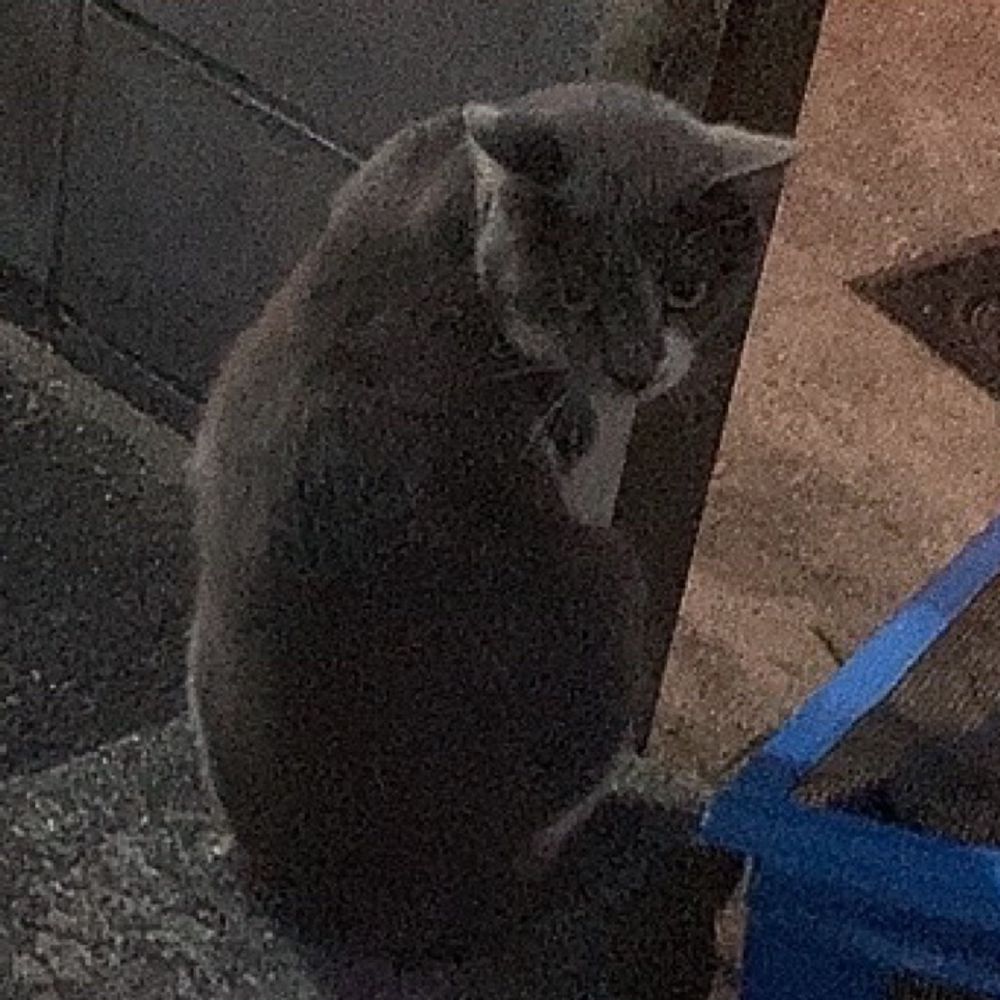 ねこ