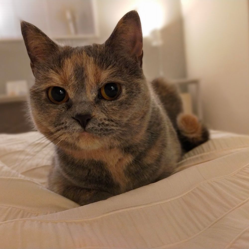 コーヒーねこ