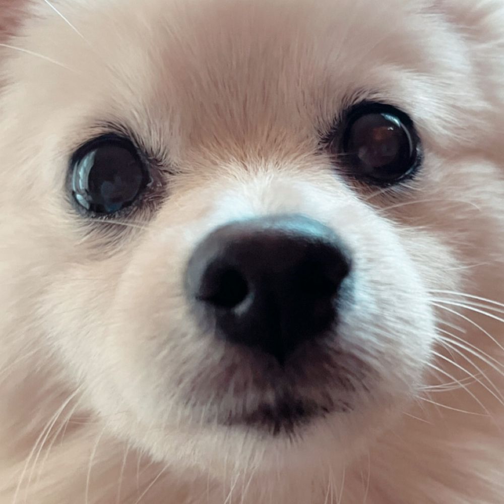 あん