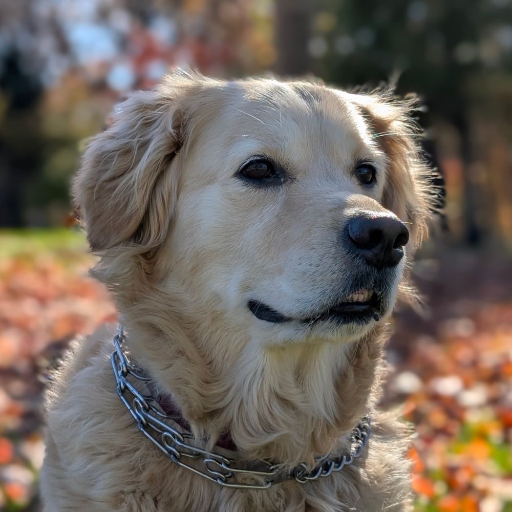 Sandra Dog O'Connor Greenstein
