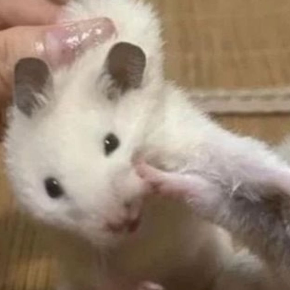 노디