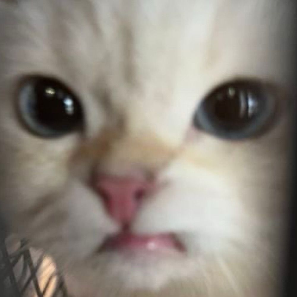 𝙣𝙤𝙧𝙣𝙤𝙧