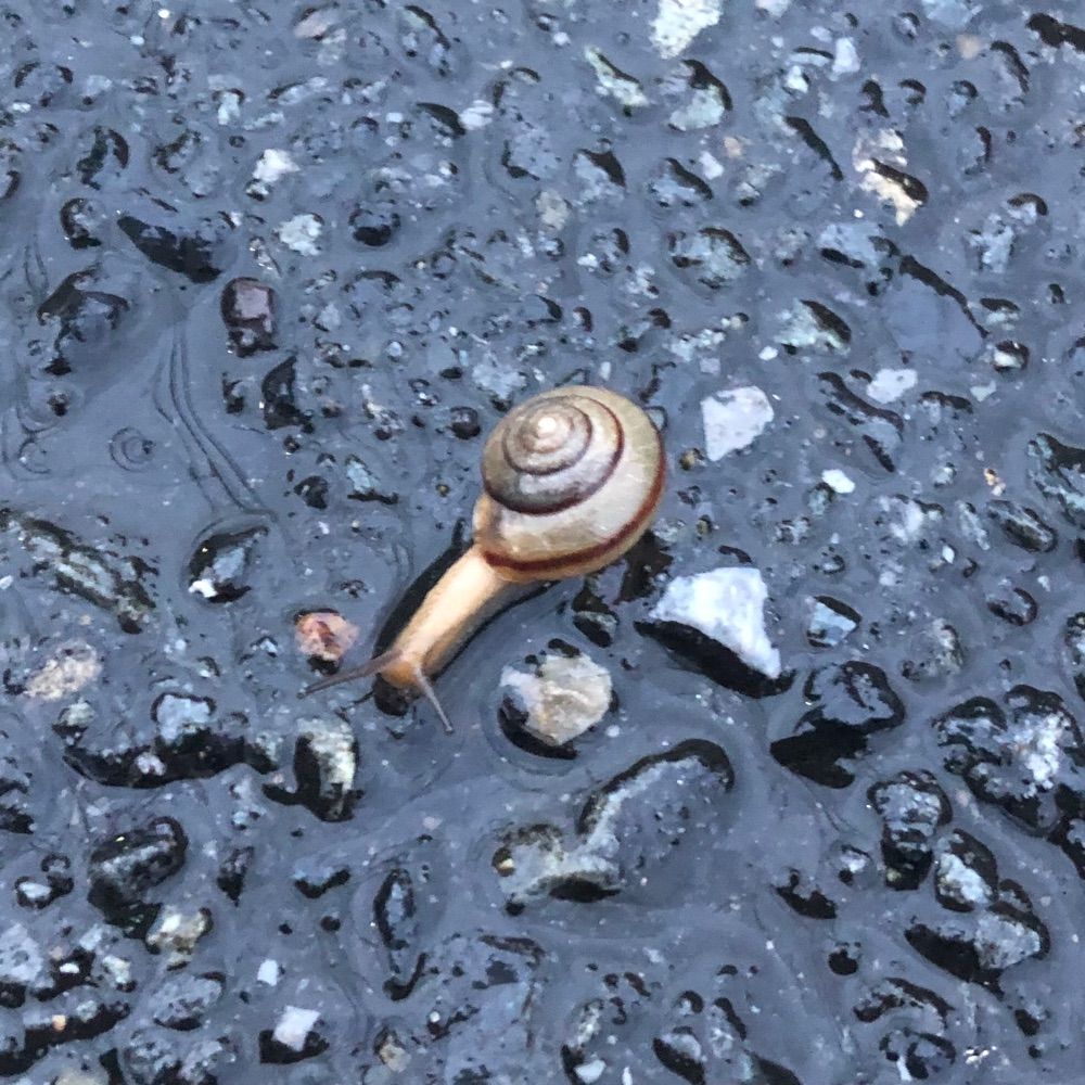 ランチニール