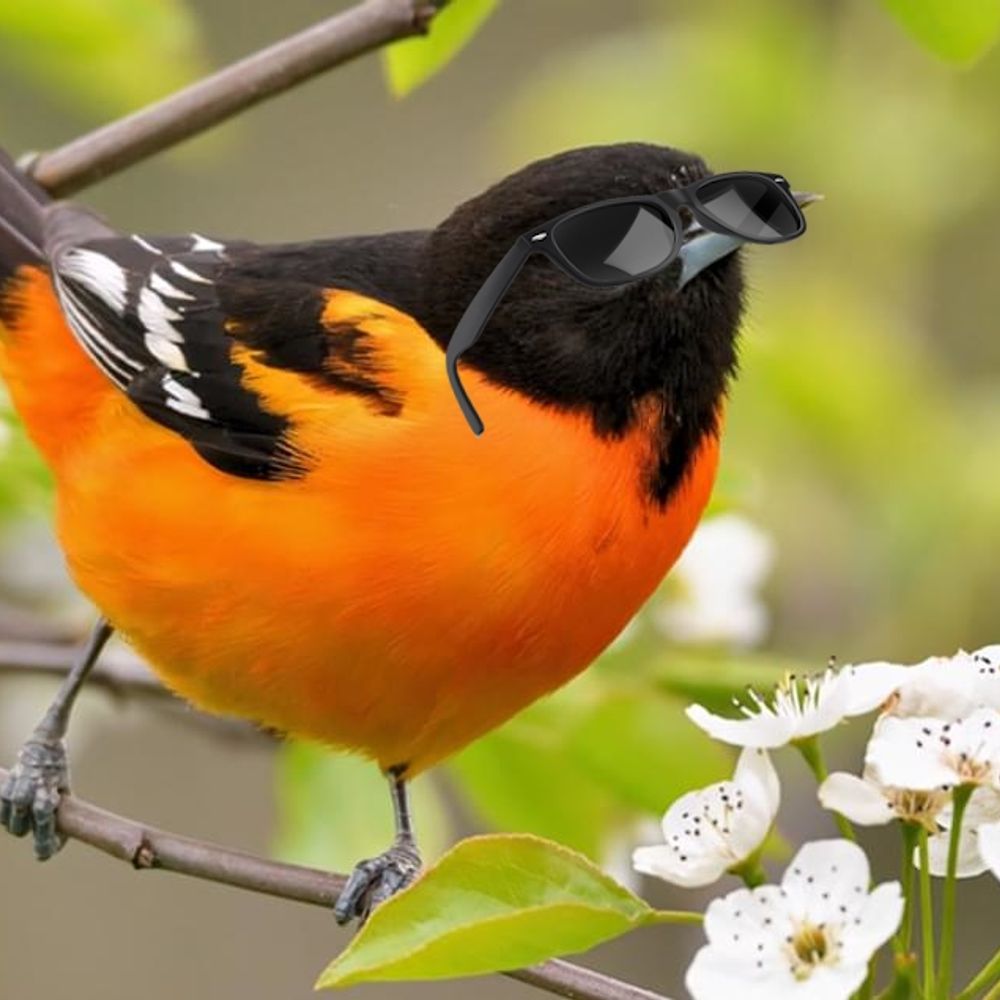 orangebird