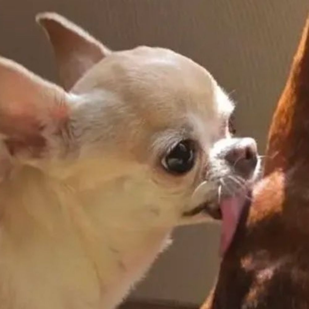매일냉면