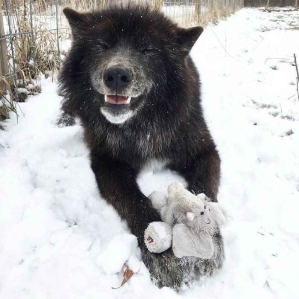 koda