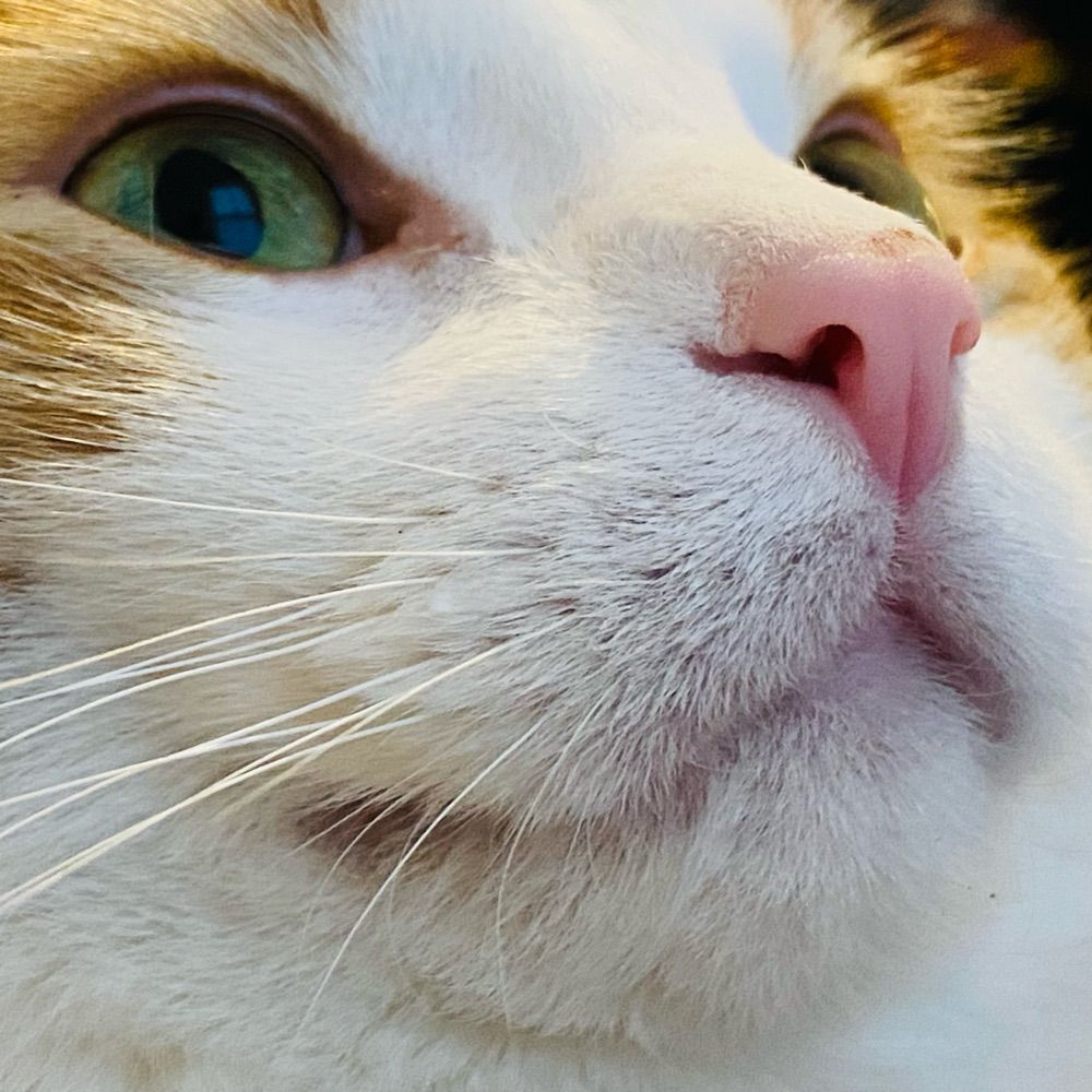 El