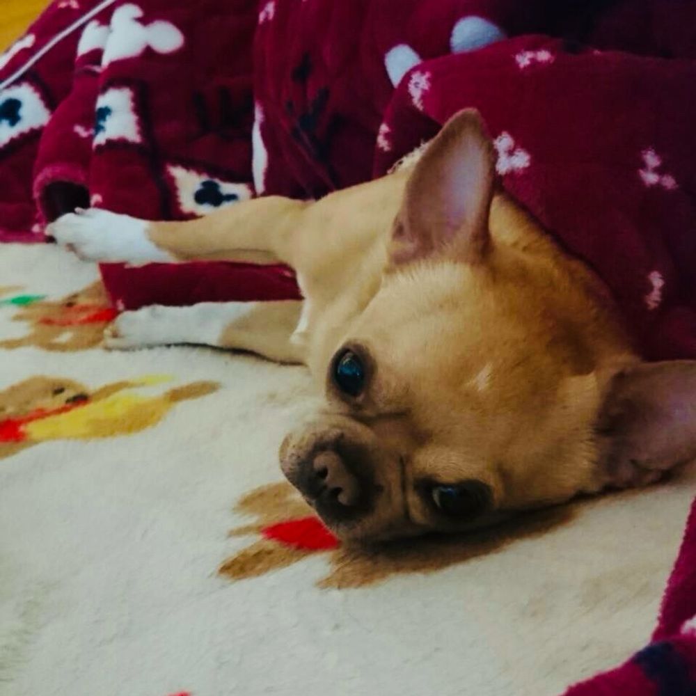 ちゃすけ🤍🐕