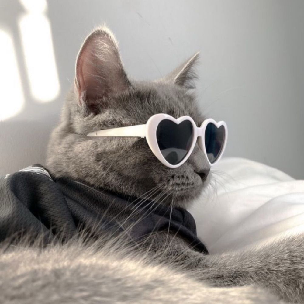 kittycat