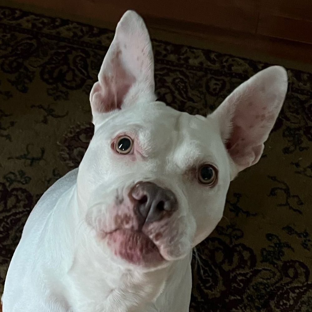 Dani the dog