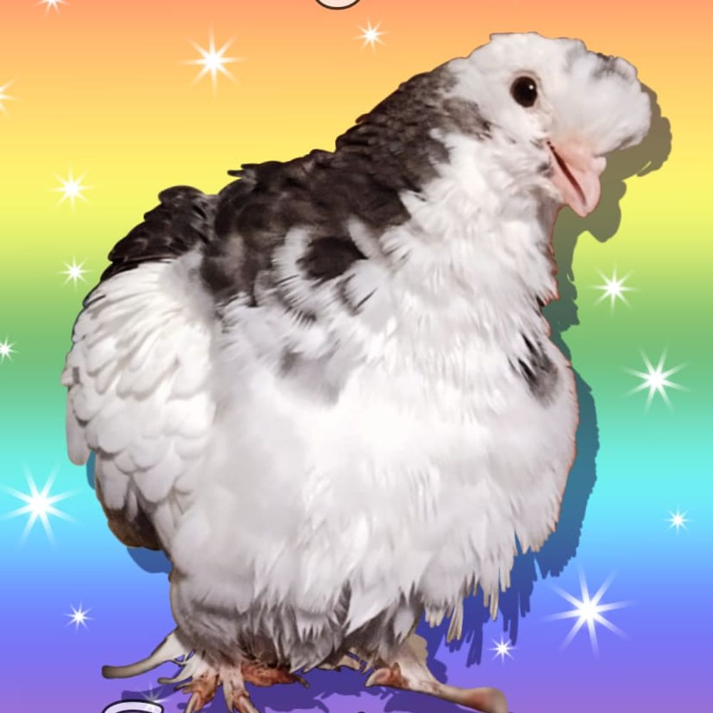 Profile picture pigeonpitsanctuary.bsky.social