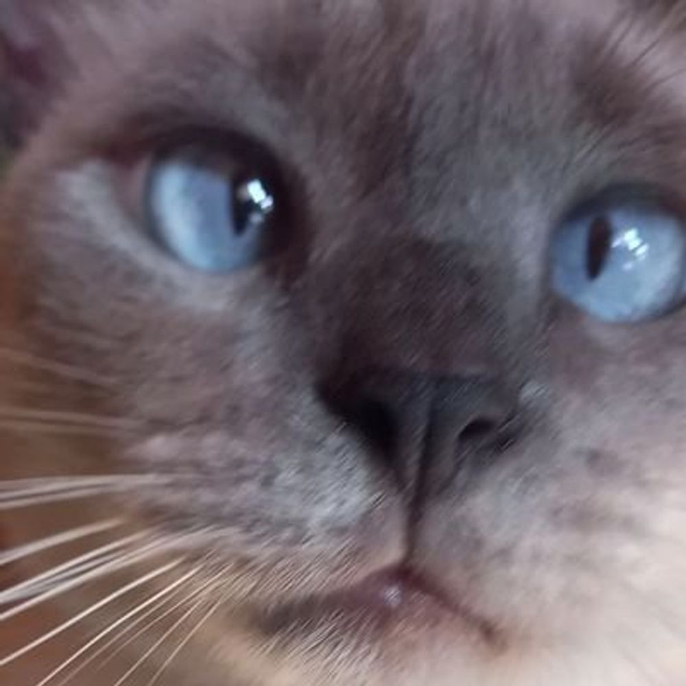 Ajude um felino