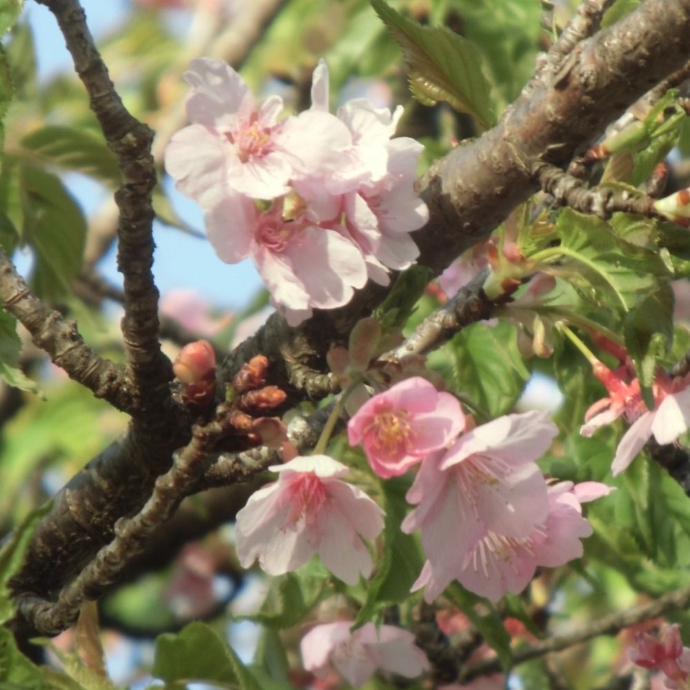 山桜