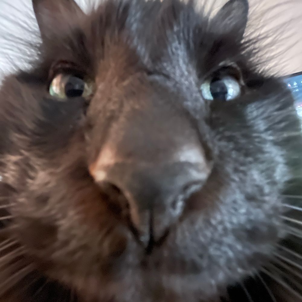 Laura Van Meow