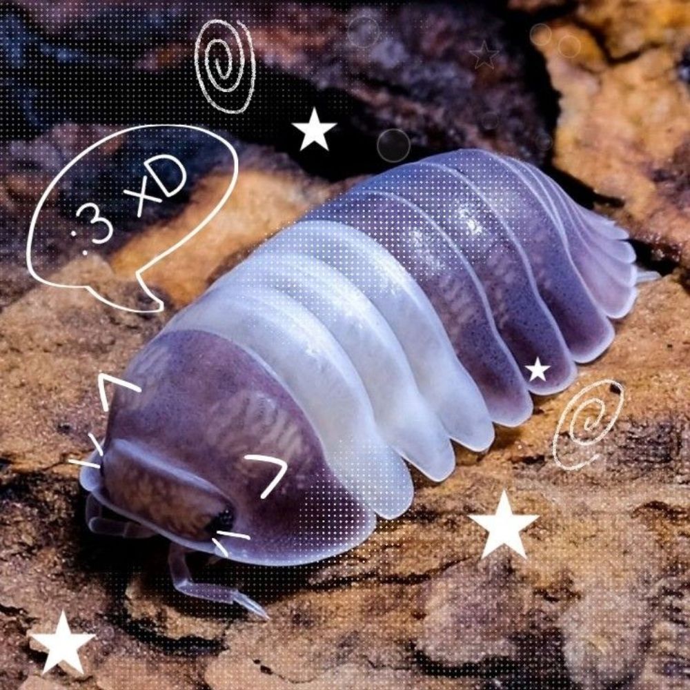 New Bug Ideas