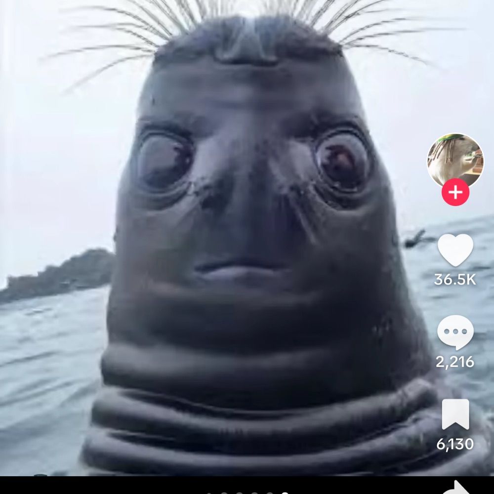 kingbob