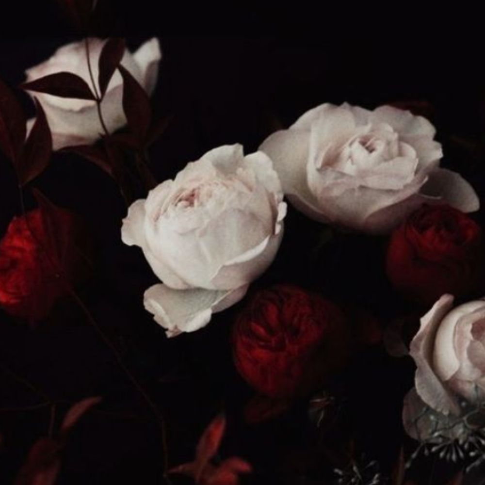 Noel Ashley
