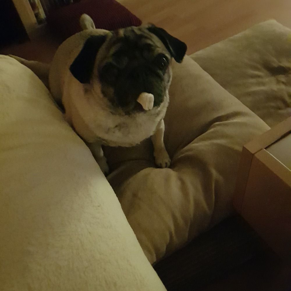 Mann_mit_Mops 
