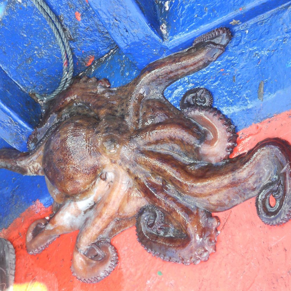 EcoHisMa