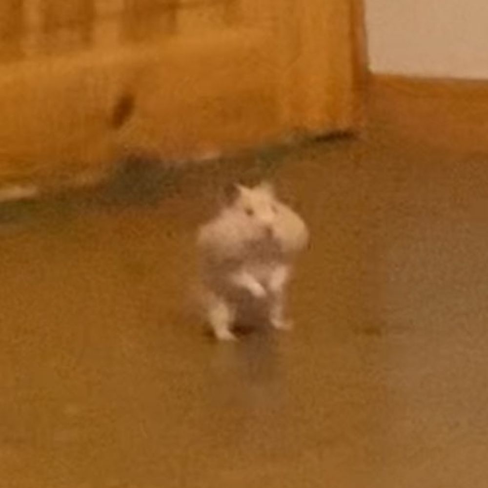 hamster