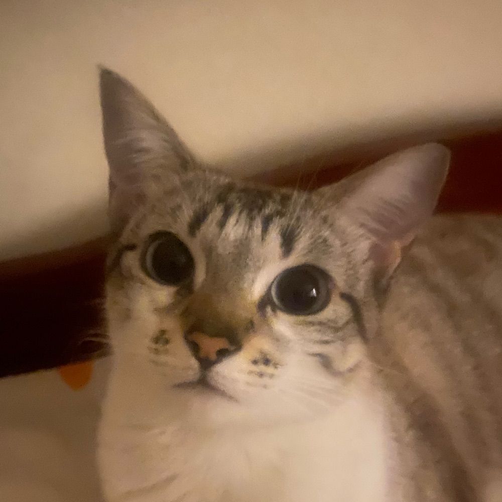 gatinha vascaína 