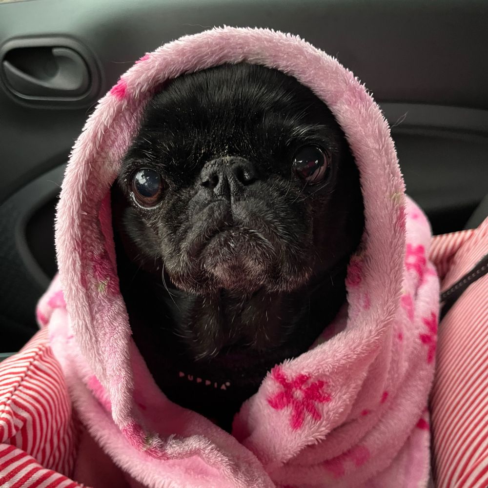 Mops Lotta 
