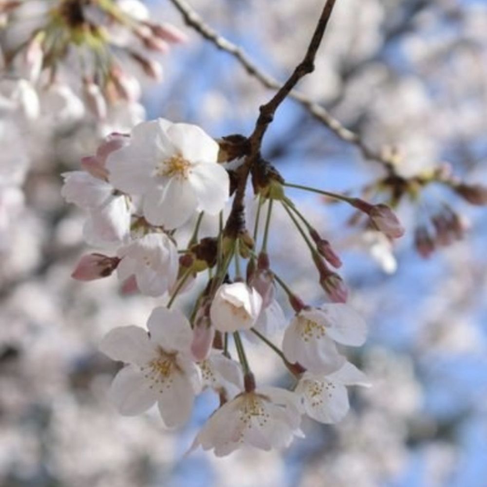 ゆうか🌸