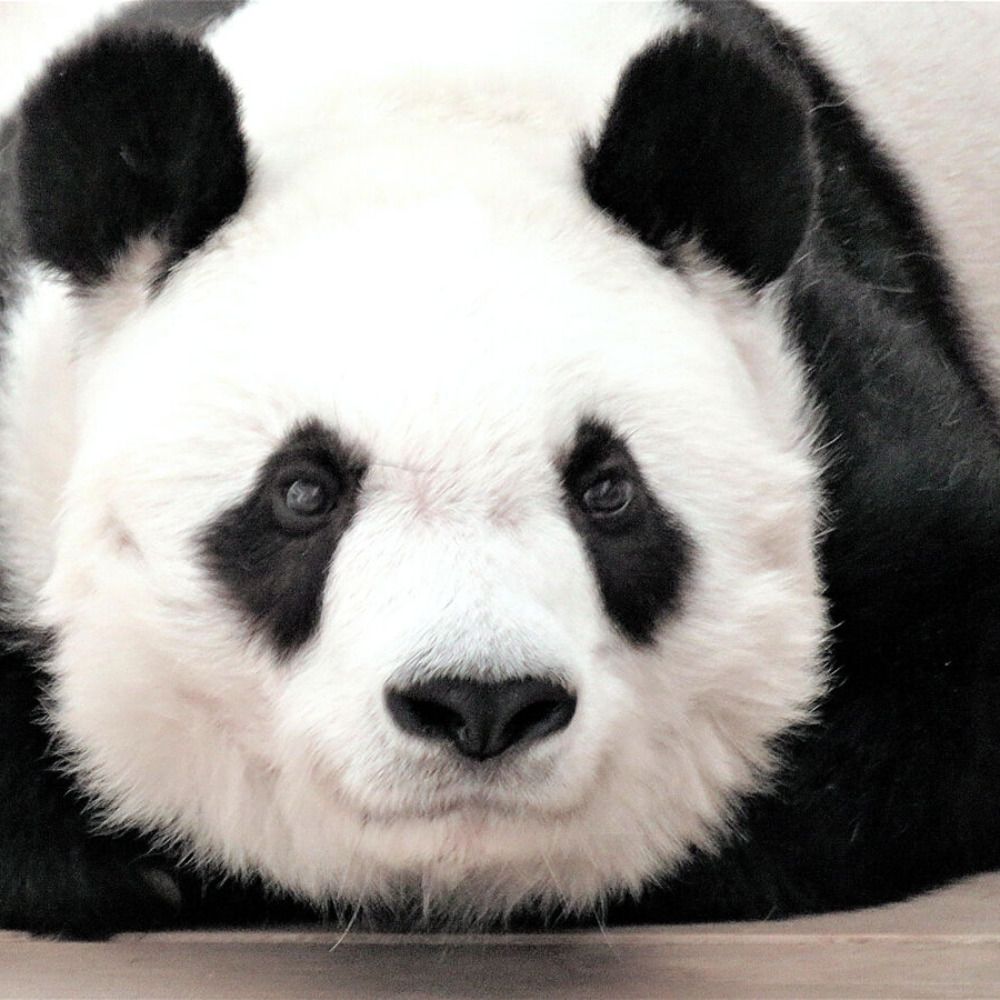 ダージリン
